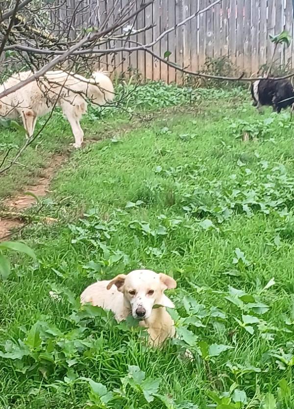 Snoopa, adozione del cuore; adorabile taglia media del 2019 Foto 3